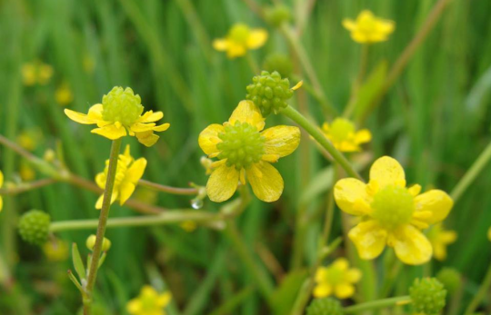 « J’ai fait un rêve, Rémi »
